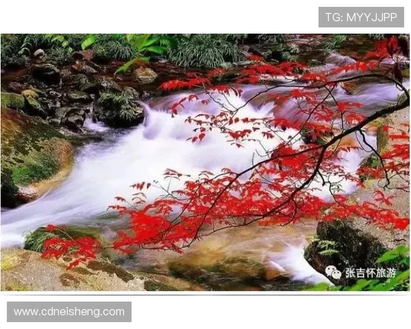 松岛枫叶飞：邂逅秋日限定的美，醉美风光尽收眼底